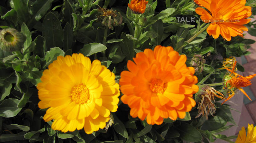 无人,横图,俯视,室外,白天,快乐,幸福,花海,花圃,美景,植物,叶子,上海,中国,亚洲,阴影,盛开,光线,影子,景观,玛格丽特,花蕾,雏菊,花,花瓣,花朵,花卉,鲜花,黄色,绿色,阳光,自然,花丛,花束,花田,花苞,花蕊,橙色,菊花,景色,活力,锦江乐园,希望,申,坚强,自然风光,和平,东亚,离别,闵行区,上海市,中华人民共和国,沪,华东地区,延命菊,幸福花,春菊,马兰头花,暗恋,纯情,单恋,天真,彩图,高角度拍摄,愉快,shslj1