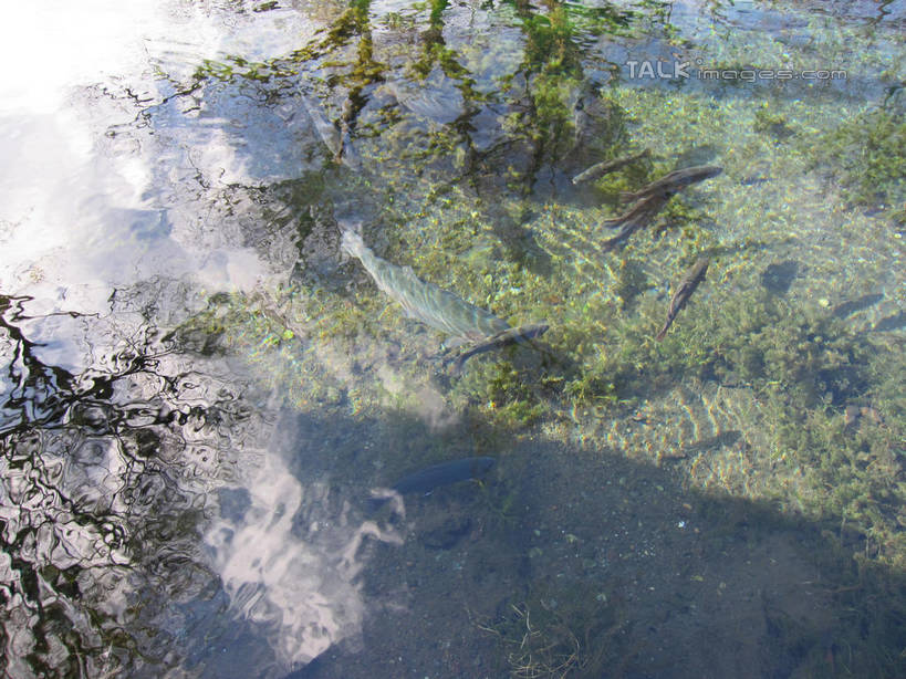 无人,横图,俯视,室外,白天,旅游,度假,美景,日本,亚洲,阴影,波纹,光线,影子,池塘,景观,水池,青苔,苔藓,涟漪,娱乐,水纹,阳光,自然,波浪,享受,休闲,景色,放松,泉水,忍野八海,自然风光,东亚,本州,本州岛,日本国,中部地方,山梨,山梨县,水晕,彩图,高角度拍摄,涌泉群,shslj1