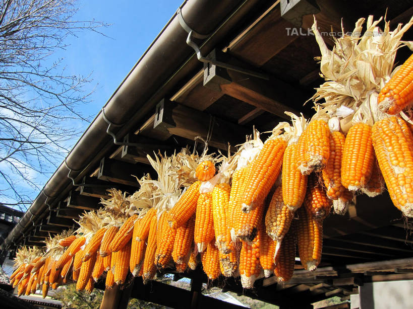 无人,家,木屋,横图,室外,白天,仰视,旅游,度假,玉米,美景,植物,蔬菜,日本,亚洲,许多,吊挂,悬挂,阴影,新鲜,光线,棒子,影子,池塘,景观,云,云朵,玉蜀黍,食品,很多,挂,云彩,娱乐,住宅,树,树木,食物,蓝色,绿色,白云,蓝天,天空,阳光,自然,天,享受,休闲,景色,放松,泉水,忍野八海,有机食品,绿色食品,生长,晴朗,成长,苞米,自然风光,苞芦,东亚,苞谷,本州,本州岛,日本国,中部地方,山梨,山梨县,包谷,大蜀黍,番麦,薏米包,玉高粱,玉麦,珍珠米,晴空,彩图,低角度拍摄,茅舍,茅屋,棚屋,小木屋,小屋,涌泉群,shslj1