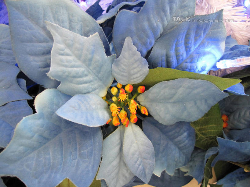 无人,横图,俯视,室内,特写,白天,酒店,圣诞节,节日,庆祝,盛开,透明,圣诞红,一品红,花蕾,文化,花,花瓣,花朵,鲜花,蓝色,花苞,花蕊,圣诞花,庆典,猩猩木,纪念,绿洲,理智,沉静,冷色,高深,冷淡,彩图,高角度拍摄,旅店,shslj1