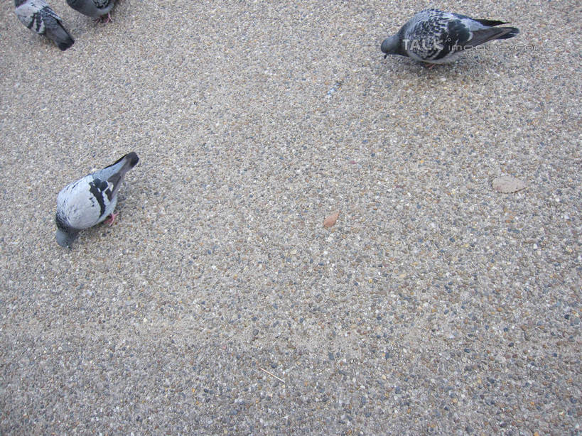 无人,公园,站,横图,俯视,室外,白天,友谊,鸽子,鸟,日本,亚洲,四只,鸟类,中央区,注视,灰色,观察,看,站着,大阪,大阪城公园,观看,察看,象征,关注,和平,东亚,本州,大阪府,本州岛,日本国,近畿地方,近畿,信使,站立,半身,彩图,高角度拍摄,shslj1