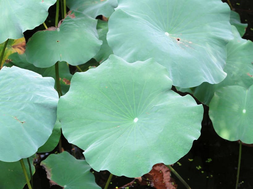 无人,横图,俯视,室外,特写,白天,美景,植物,叶子,上海,中国,亚洲,纹理,池塘,景观,水池,荷叶,绿叶,绿色,自然,嫩叶,景色,申,自然风光,东亚,上海市,嘉定区,古猗园,肌理,中华人民共和国,沪,华东地区,莲叶,叶,叶片,叶脉,彩图,高角度拍摄,古漪园,南翔,南翔镇,shslj1