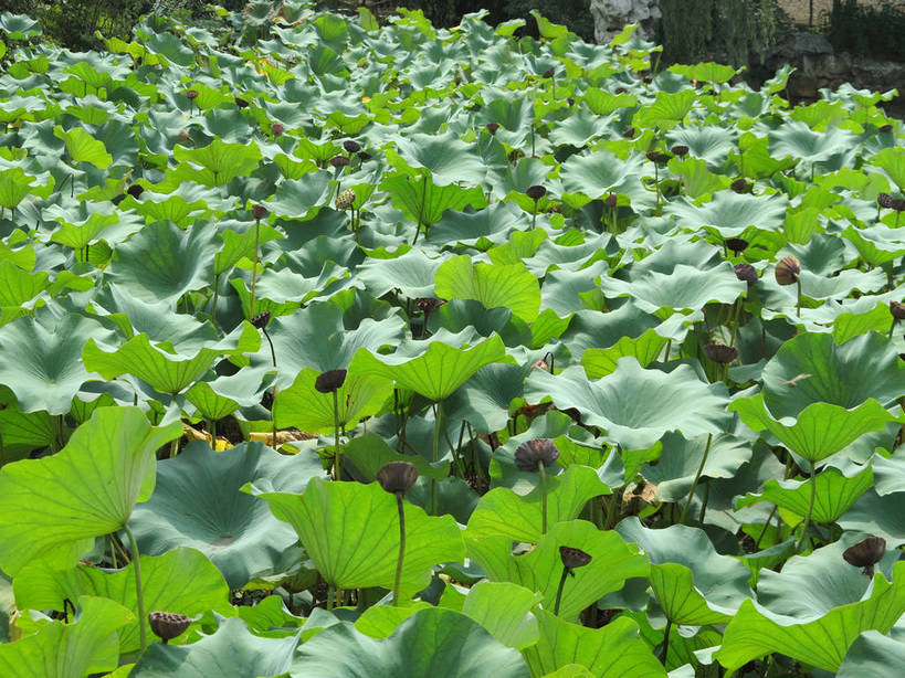 无人,横图,室外,白天,正面,旅游,度假,美景,树林,植物,叶子,上海,中国,亚洲,许多,阴影,光线,纹理,影子,池塘,景观,水池,荷叶,绿叶,很多,娱乐,树,树木,绿色,阳光,自然,享受,休闲,嫩叶,景色,放松,生长,成长,申,自然风光,东亚,上海市,嘉定区,古猗园,肌理,中华人民共和国,沪,华东地区,莲叶,叶,叶片,叶脉,彩图,古漪园,南翔,南翔镇,shslj1