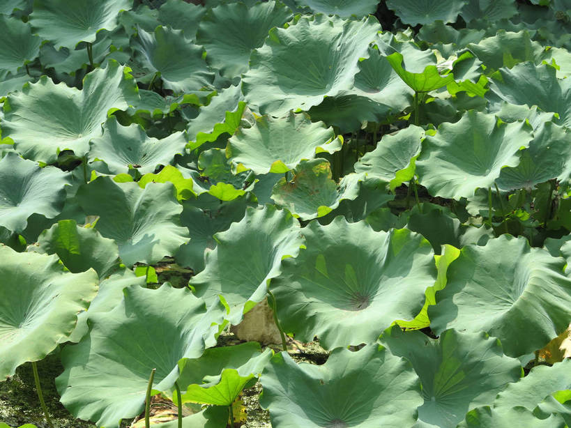 无人,横图,俯视,室外,特写,白天,美景,植物,叶子,上海,中国,亚洲,许多,新鲜,纹理,景观,荷叶,绿叶,很多,绿色,自然,嫩叶,景色,青春,申,生命,自然风光,和平,安详,东亚,上海市,嘉定区,古猗园,肌理,中华人民共和国,沪,华东地区,莲叶,冷色,叶,叶片,叶脉,彩图,高角度拍摄,全画面,全框架,全帧,古漪园,南翔,南翔镇,全画幅,shslj1