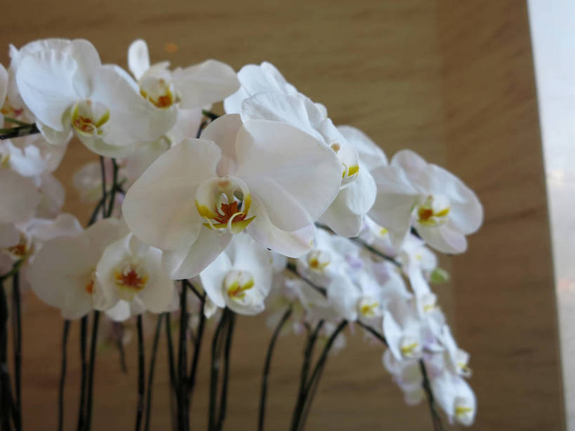 无人,横图,室内,特写,白天,正面,蝴蝶兰,许多,盛开,墙,很多,花蕾,墙壁,墙面,花,花瓣,花朵,鲜花,白色,花苞,花蕊,蝶兰,兰中皇后,兰花,彩图,兰花之后,台湾蝴蝶兰,shslj1