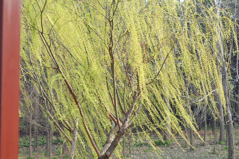 无人,横图,室外,白天,正面,旅游,度假,美景,树林,植物,柳树,阴影,光线,影子,景观,娱乐,垂柳,树,树木,绿色,阳光,自然,享受,休闲,景色,放松,生长,成长,自然风光,倒挂柳,垂枝柳,彩图,shslj1