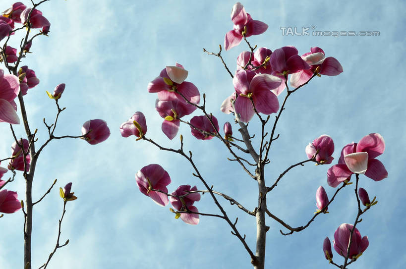 无人,横图,室外,特写,白天,仰视,美景,许多,阴影,盛开,光线,影子,景观,云,云朵,枝条,很多,花蕾,云彩,花,花瓣,花朵,鲜花,树枝,蓝色,紫色,白云,蓝天,天空,阳光,自然,天,花苞,花蕊,景色,晴朗,自然风光,紫玉兰,辛夷,木笔,木兰花,虬枝,枝杈,晴空,木兰,彩图,低角度拍摄,红玉兰,木笔花,望春,shslj1