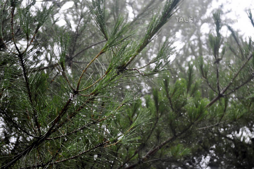 无人,横图,室外,特写,白天,仰视,美景,树林,植物,韩国,亚洲,景观,树,树木,绿色,天空,自然,天,景色,生长,成长,自然风光,东亚,大韩民国,忠清北道,彩图,低角度拍摄,道,shslj1,南朝鲜,南韩