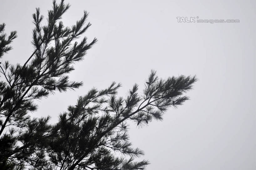 无人,横图,室外,特写,白天,仰视,美景,树林,植物,韩国,亚洲,景观,树,树木,绿色,天空,自然,天,景色,生长,成长,自然风光,东亚,大韩民国,忠清北道,彩图,低角度拍摄,道,shslj1,南朝鲜,南韩