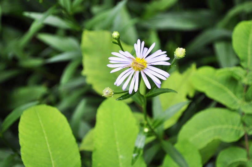 无人,横图,俯视,室外,特写,白天,美景,叶子,春川,南怡岛,韩国,亚洲,朦胧,模糊,盛开,景观,绿叶,花蕾,花,花瓣,花朵,鲜花,黄色,白色,自然,花苞,花蕊,嫩叶,景色,自然风光,东亚,大韩民国,江原道,春川市,叶,叶片,彩图,高角度拍摄,道,shslj1