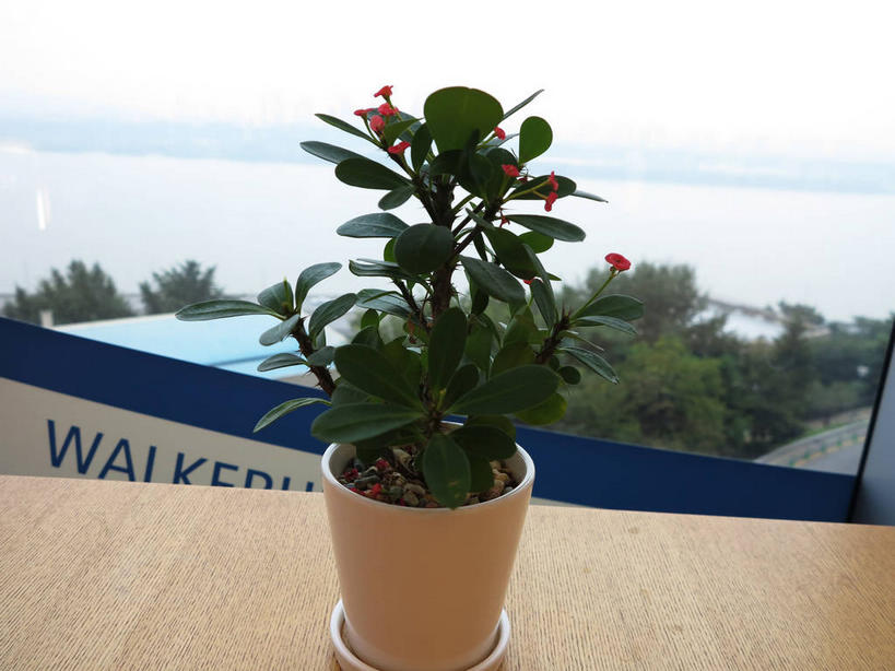 无人,横图,室内,特写,白天,正面,植物,窗户,桌面,桌子,花盆,首尔,汉城,韩国,亚洲,木制,盆栽,陶瓷,木桌,盆景,陶瓷制品,首都,玻璃窗,绿色,自然,木制品,容器,生长,成长,储藏,储存,东亚,大韩民国,首尔市,首尔特别市,特别市,彩图,木桌子,贮存,shslj1,广津区,华克山庄