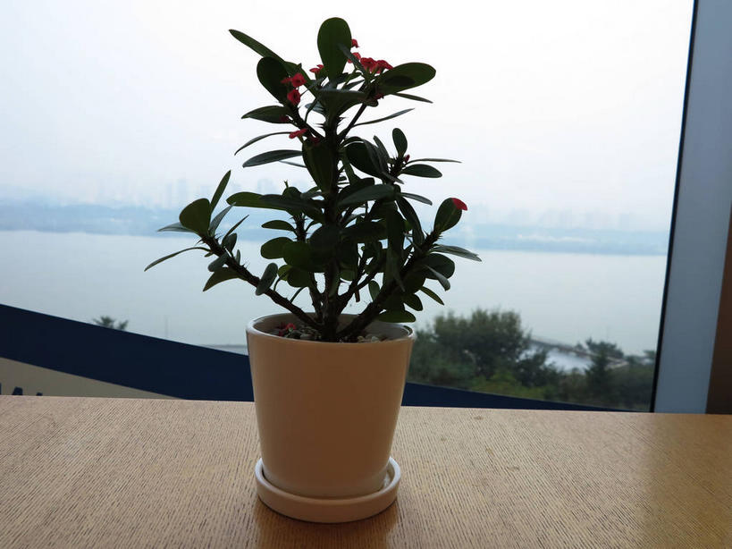 无人,横图,室内,特写,白天,正面,植物,窗户,桌面,桌子,花盆,首尔,汉城,韩国,亚洲,木制,盆栽,陶瓷,木桌,盆景,陶瓷制品,首都,玻璃窗,绿色,自然,木制品,容器,生长,成长,储藏,储存,东亚,大韩民国,首尔市,首尔特别市,特别市,彩图,木桌子,贮存,shslj1,广津区,华克山庄