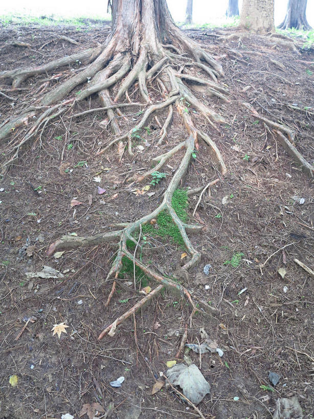 无人,竖图,俯视,室外,白天,美景,植物,春川,南怡岛,韩国,亚洲,景观,青苔,苔藓,枝条,树,树木,树枝,绿色,自然,景色,生长,成长,自然风光,东亚,大韩民国,江原道,春川市,虬枝,枝杈,彩图,高角度拍摄,道,shslj1