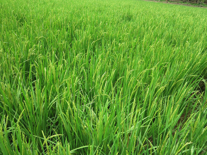 无人,农田,横图,俯视,室外,特写,白天,庄稼,农作物,美景,春川,南怡岛,韩国,亚洲,新鲜,景观,绿色,自然,景色,青春,生命,自然风光,和平,安详,东亚,大韩民国,江原道,春川市,冷色,彩图,高角度拍摄,耕地,庄稼田,道,shslj1