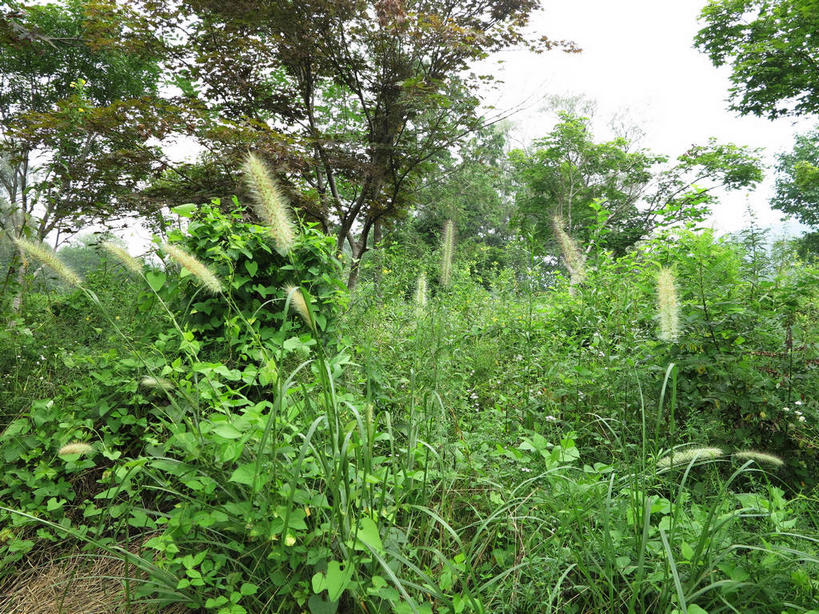无人,横图,室外,白天,正面,旅游,度假,草地,草坪,美景,树林,植物,春川,南怡岛,韩国,亚洲,景观,娱乐,狗尾巴草,草,树,树木,绿色,天空,自然,天,享受,休闲,狗尾草,景色,放松,生长,成长,自然风光,东亚,绿狗尾草,谷莠子,大韩民国,江原道,春川市,彩图,毛毛草,宿田翁,道,shslj1