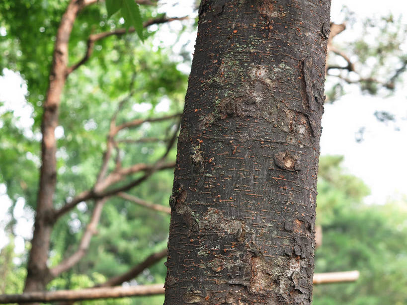 无人,横图,室外,特写,白天,正面,美景,树林,植物,首尔,汉城,韩国,亚洲,朦胧,模糊,景观,枝条,首都,树,树木,树枝,绿色,自然,景色,生长,成长,自然风光,东亚,大韩民国,首尔市,首尔特别市,特别市,虬枝,枝杈,彩图,中区,shslj1