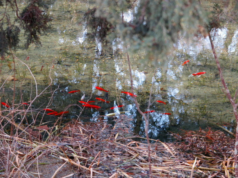 无人,横图,俯视,室外,白天,湖,湖泊,美景,水,植物,北京,中国,亚洲,阴影,枯萎,光线,影子,湖面,景观,水流,水面,枯草,首都,草,树,树木,黄色,红色,绿色,倒影,阳光,自然,湖水,景色,生长,成长,倒映,自然风光,东亚,海淀区,中华人民共和国,北京市,京,北平,华北地区,反照,彩图,高角度拍摄,北大,北京大学,京师大学堂,颐和园路,shslj1