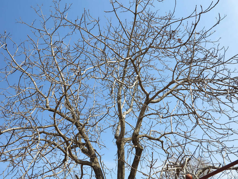 无人,公园,横图,室外,白天,仰视,美景,植物,北京,圆明园,中国,亚洲,阴影,光线,影子,景观,首都,树,树木,蓝色,蓝天,天空,阳光,自然,天,景色,生长,晴朗,成长,自然风光,东亚,海淀区,万里无云,中华人民共和国,北京市,京,北平,华北地区,晴空,晴空万里,彩图,低角度拍摄,圆明园遗址,圆明园遗址公园,shslj1