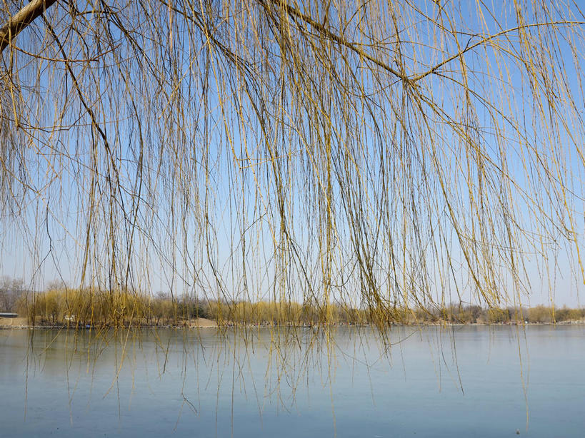 无人,公园,横图,室外,白天,正面,旅游,度假,湖,湖泊,美景,树林,水,植物,北京,圆明园,中国,亚洲,阴影,光线,影子,湖面,景观,水流,水面,首都,娱乐,树,树木,蓝色,绿色,倒影,蓝天,天空,阳光,自然,湖水,天,享受,休闲,景色,放松,生长,晴朗,成长,倒映,自然风光,东亚,海淀区,万里无云,中华人民共和国,北京市,京,北平,华北地区,反照,晴空,晴空万里,彩图,圆明园遗址,圆明园遗址公园,shslj1,天心水面