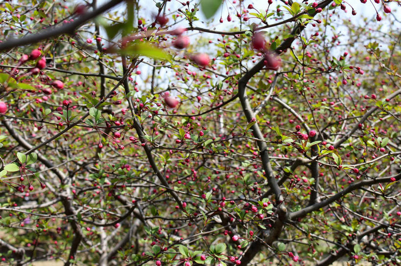 无人,横图,室外,特写,白天,正面,美景,植物,海棠花,叶子,许多,朦胧,模糊,景观,海棠,绿叶,枝条,很多,花蕾,花,花瓣,花朵,鲜花,树,树木,树枝,粉色,绿色,自然,花苞,花蕊,嫩叶,景色,生长,成长,呵护,自然风光,解语花,虬枝,枝杈,叶,叶片,彩图,垂丝海棠,shslj1