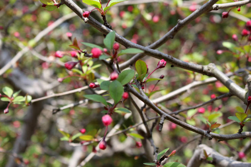 无人,横图,室外,特写,白天,正面,美景,植物,海棠花,叶子,许多,朦胧,模糊,景观,海棠,绿叶,枝条,很多,花蕾,花,花瓣,花朵,鲜花,树,树木,树枝,粉色,绿色,自然,花苞,花蕊,嫩叶,景色,生长,成长,呵护,自然风光,解语花,虬枝,枝杈,叶,叶片,彩图,垂丝海棠,shslj1