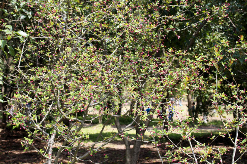 无人,横图,室外,白天,正面,草地,草坪,美景,植物,海棠花,许多,阴影,朦胧,模糊,光线,影子,景观,海棠,很多,花蕾,草,花,花瓣,花朵,鲜花,树,树木,粉色,绿色,阳光,自然,花苞,花蕊,景色,生长,成长,呵护,自然风光,解语花,彩图,垂丝海棠,shslj1