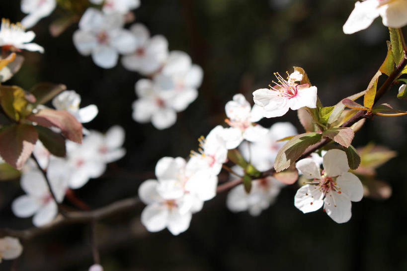 无人,横图,室外,特写,白天,正面,美景,植物,叶子,许多,朦胧,模糊,盛开,景观,绿叶,枝条,很多,花蕾,花,花瓣,花朵,鲜花,树,树木,树枝,粉色,绿色,自然,花苞,花蕊,嫩叶,景色,生长,成长,自然风光,紫叶李,红叶李,虬枝,枝杈,叶,叶片,彩图,樱桃李,shslj1