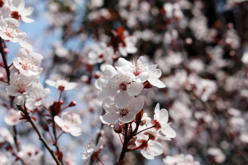 无人,横图,室外,特写,白天,仰视,美景,植物,叶子,许多,阴影,朦胧,模糊,盛开,光线,影子,景观,绿叶,枝条,很多,花蕾,花,花瓣,花朵,鲜花,树,树木,树枝,粉色,蓝色,绿色,蓝天,天空,阳光,自然,天,花苞,花蕊,嫩叶,景色,生长,成长,自然风光,紫叶李,红叶李,虬枝,枝杈,叶,叶片,彩图,低角度拍摄,樱桃李,shslj1
