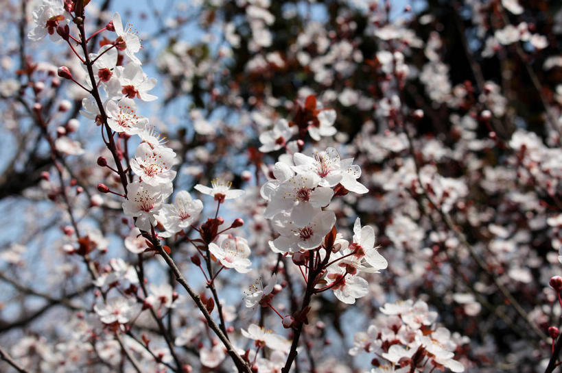 无人,横图,室外,特写,白天,仰视,美景,植物,叶子,许多,阴影,朦胧,模糊,盛开,光线,影子,景观,绿叶,枝条,很多,花蕾,花,花瓣,花朵,鲜花,树,树木,树枝,粉色,蓝色,绿色,蓝天,天空,阳光,自然,天,花苞,花蕊,嫩叶,景色,生长,成长,自然风光,紫叶李,红叶李,虬枝,枝杈,叶,叶片,彩图,低角度拍摄,樱桃李,shslj1