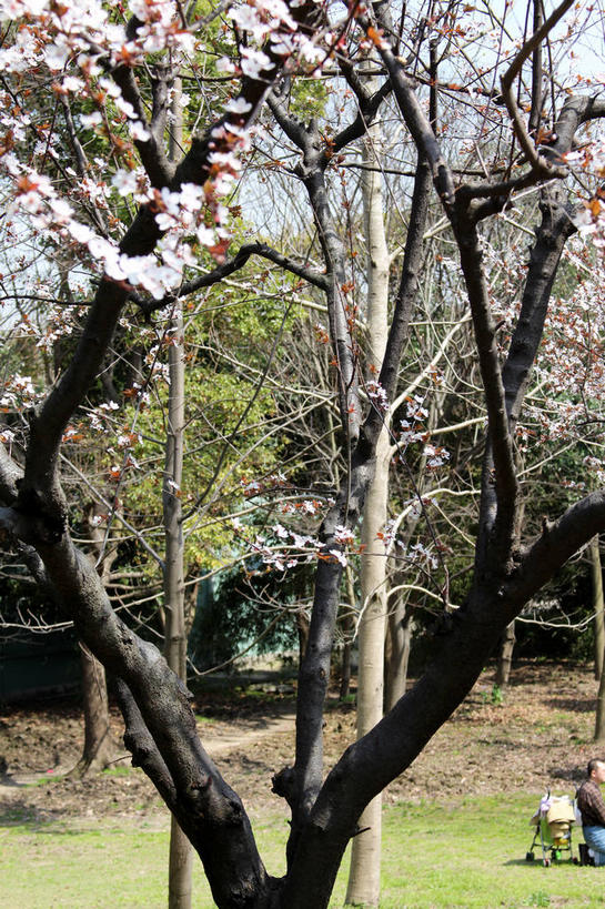 无人,竖图,室外,白天,正面,草地,美景,植物,叶子,许多,盛开,景观,绿叶,枝条,很多,花蕾,草,花,花瓣,花朵,鲜花,树,树木,树枝,粉色,蓝色,绿色,蓝天,天空,自然,天,花苞,花蕊,嫩叶,景色,生长,晴朗,成长,自然风光,紫叶李,红叶李,万里无云,虬枝,枝杈,叶,叶片,晴空,晴空万里,彩图,樱桃李,shslj1