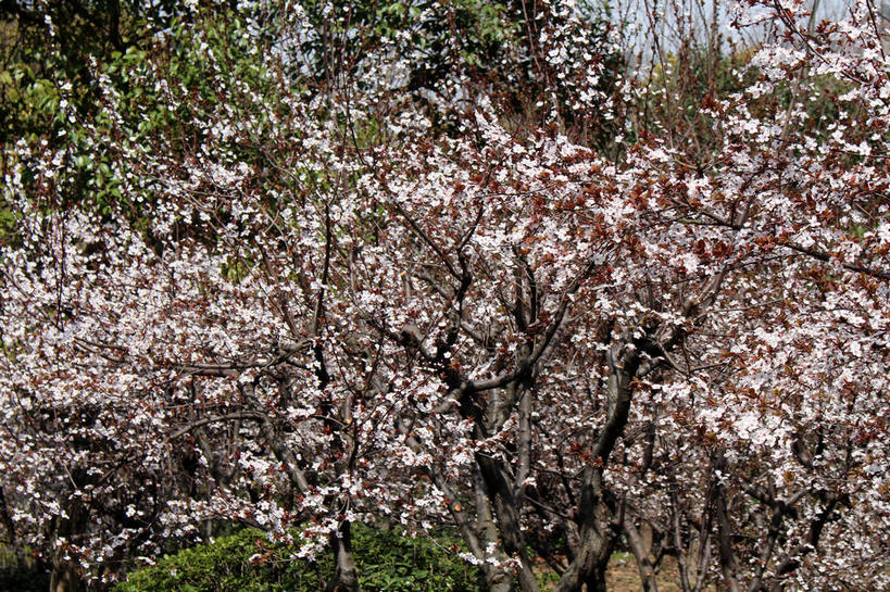 无人,横图,室外,白天,正面,美景,植物,叶子,许多,阴影,盛开,光线,影子,景观,绿叶,枝条,很多,花蕾,花,花瓣,花朵,鲜花,树,树木,树枝,粉色,蓝色,绿色,蓝天,天空,阳光,自然,天,花苞,花蕊,嫩叶,景色,生长,晴朗,成长,自然风光,紫叶李,红叶李,万里无云,虬枝,枝杈,叶,叶片,晴空,晴空万里,彩图,樱桃李,shslj1