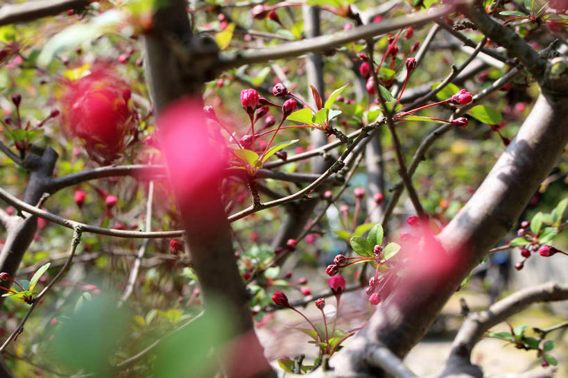 无人,横图,室外,特写,白天,正面,美景,植物,海棠花,叶子,许多,朦胧,模糊,景观,海棠,绿叶,枝条,很多,花蕾,花,花瓣,花朵,鲜花,树,树木,树枝,粉色,绿色,自然,花苞,花蕊,嫩叶,景色,生长,成长,呵护,自然风光,解语花,虬枝,枝杈,叶,叶片,彩图,垂丝海棠,shslj1