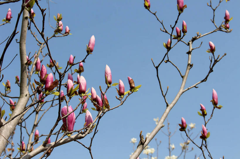 无人,横图,室外,特写,白天,仰视,美景,许多,阴影,蓝色背景,盛开,光线,影子,景观,枝条,很多,花蕾,花,花瓣,花朵,鲜花,树枝,蓝色,紫色,蓝天,天空,阳光,自然,天,花苞,花蕊,景色,晴朗,自然风光,紫玉兰,辛夷,木笔,万里无云,木兰花,虬枝,枝杈,晴空,晴空万里,木兰,彩图,低角度拍摄,红玉兰,木笔花,望春,shslj1