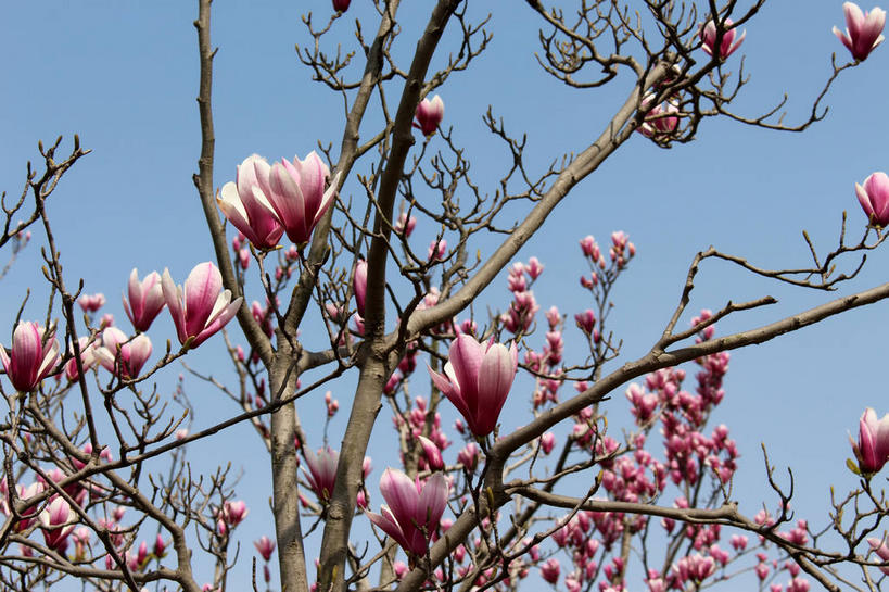 无人,横图,室外,特写,白天,仰视,美景,许多,阴影,蓝色背景,盛开,光线,影子,景观,枝条,很多,花蕾,花,花瓣,花朵,鲜花,树枝,蓝色,紫色,蓝天,天空,阳光,自然,天,花苞,花蕊,景色,晴朗,自然风光,紫玉兰,辛夷,木笔,万里无云,木兰花,虬枝,枝杈,晴空,晴空万里,木兰,彩图,低角度拍摄,红玉兰,木笔花,望春,shslj1