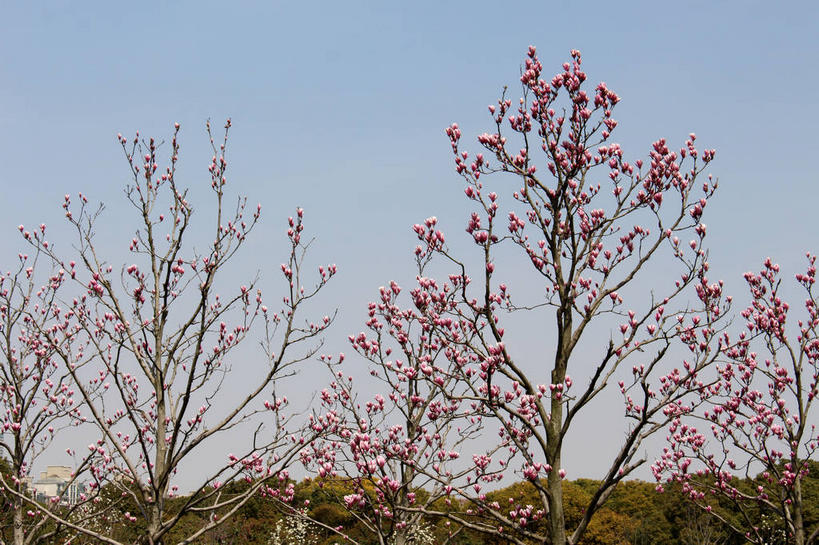 无人,横图,室外,白天,仰视,美景,许多,阴影,盛开,光线,影子,景观,枝条,很多,花蕾,花,花瓣,花朵,鲜花,树枝,蓝色,紫色,蓝天,天空,阳光,自然,天,花苞,花蕊,景色,晴朗,自然风光,紫玉兰,辛夷,木笔,万里无云,木兰花,虬枝,枝杈,晴空,晴空万里,木兰,彩图,低角度拍摄,红玉兰,木笔花,望春,shslj1