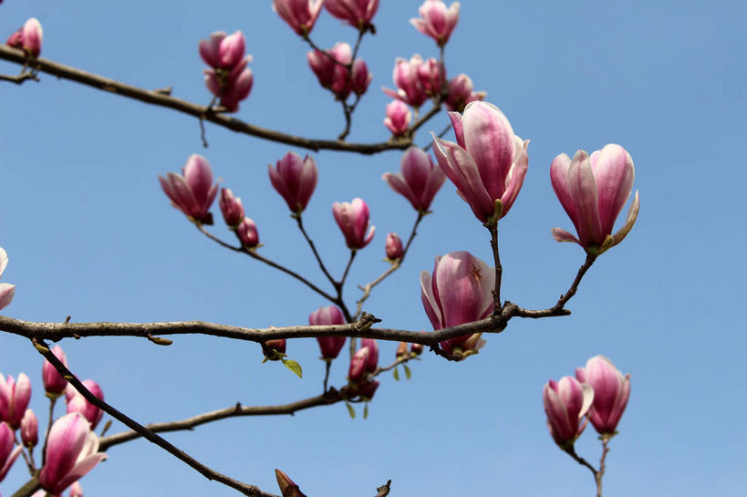 无人,横图,室外,特写,白天,仰视,美景,许多,阴影,蓝色背景,盛开,光线,影子,景观,枝条,很多,花蕾,花,花瓣,花朵,鲜花,树枝,蓝色,紫色,蓝天,天空,阳光,自然,天,花苞,花蕊,景色,晴朗,自然风光,紫玉兰,辛夷,木笔,万里无云,木兰花,虬枝,枝杈,晴空,晴空万里,木兰,彩图,低角度拍摄,红玉兰,木笔花,望春,shslj1