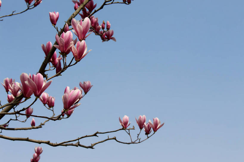 无人,横图,室外,特写,白天,仰视,美景,许多,阴影,蓝色背景,盛开,光线,影子,景观,枝条,很多,花蕾,花,花瓣,花朵,鲜花,树枝,蓝色,紫色,蓝天,天空,阳光,自然,天,花苞,花蕊,景色,晴朗,自然风光,紫玉兰,辛夷,木笔,万里无云,木兰花,虬枝,枝杈,晴空,晴空万里,木兰,彩图,低角度拍摄,红玉兰,木笔花,望春,shslj1