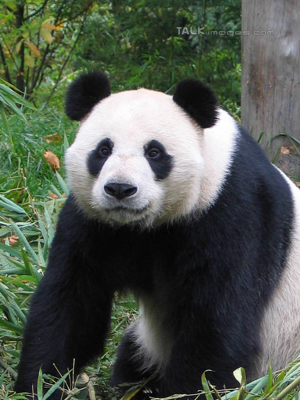 无人,竖图,室外,白天,正面,草地,美景,植物,野生动物,熊猫,阴影,光线,影子,景观,注视,草,一只,绿色,白色,黑色,阳光,自然,动物,观察,看,景色,可爱,活泼,观看,察看,关注,自然风光,大熊猫,猫熊,半身,彩图,shtjw1