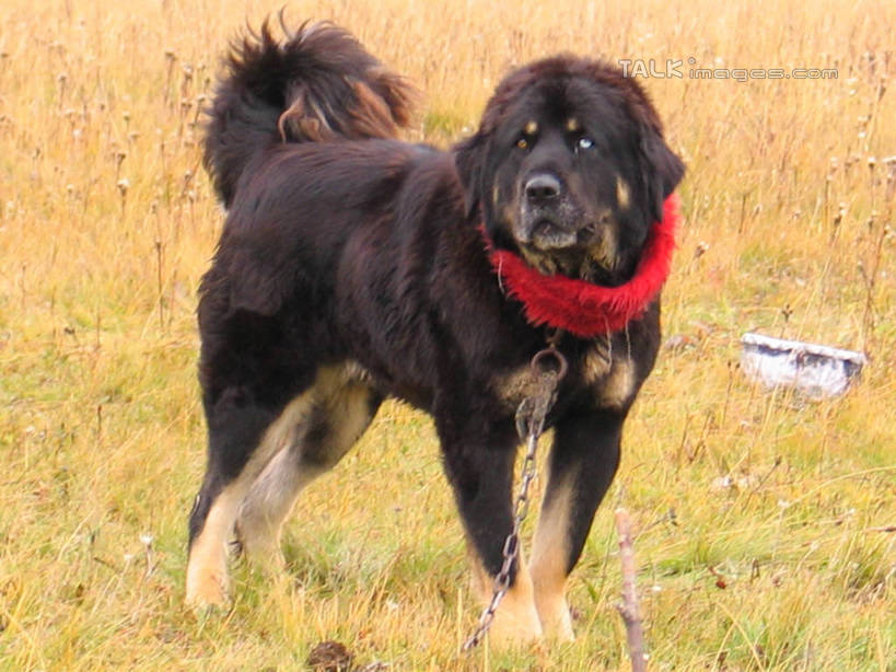 无人,站,横图,室外,白天,侧面,植物,宠物,狗,枯萎,枯草,狗绳,注视,草,一只,黄色,黑色,动物,绳子,观察,看,站着,可爱,观看,绳索,察看,关注,藏獒,狗链,牵引绳,忠诚,獒犬,西藏獒,项圈,犬,站立,半身,彩图,狗链子,狗项圈,shtjw1