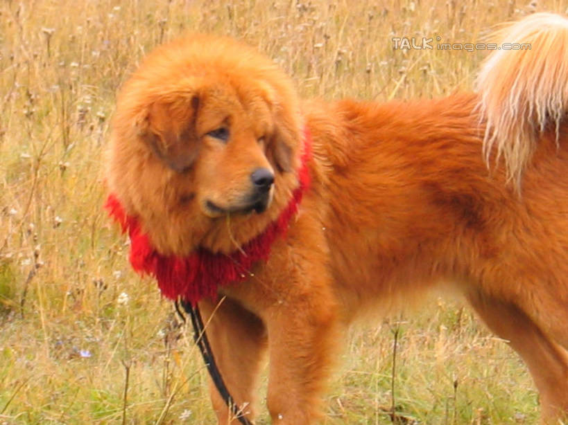 无人,站,横图,室外,白天,侧面,植物,宠物,狗,枯萎,枯草,狗绳,扭头,注视,草,一只,黄色,动物,绳子,观察,看,站着,转头,可爱,观看,绳索,察看,关注,藏獒,狗链,牵引绳,忠诚,獒犬,西藏獒,项圈,犬,站立,半身,彩图,狗链子,狗项圈,shtjw1