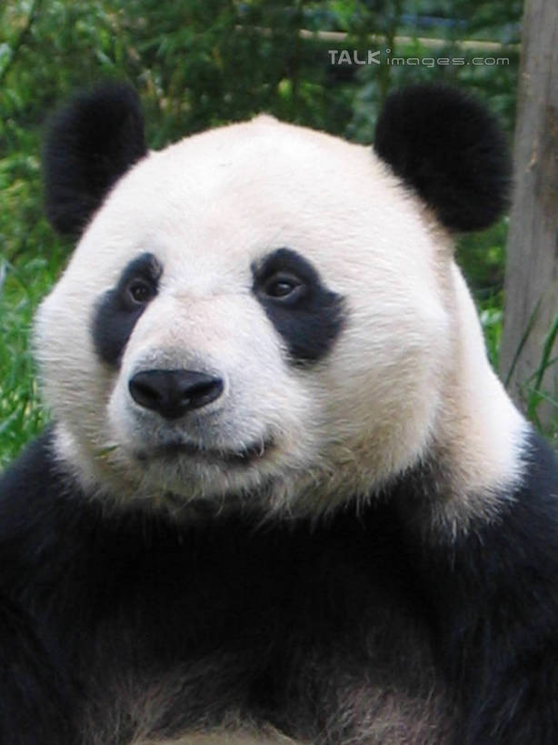 头,无人,竖图,室外,特写,白天,正面,美景,植物,野生动物,熊猫,阴影,光线,影子,景观,注视,树,树木,一只,绿色,白色,黑色,阳光,自然,动物,观察,看,景色,可爱,活泼,生长,成长,观看,察看,关注,自然风光,大熊猫,猫熊,头部,半身,彩图,shtjw1