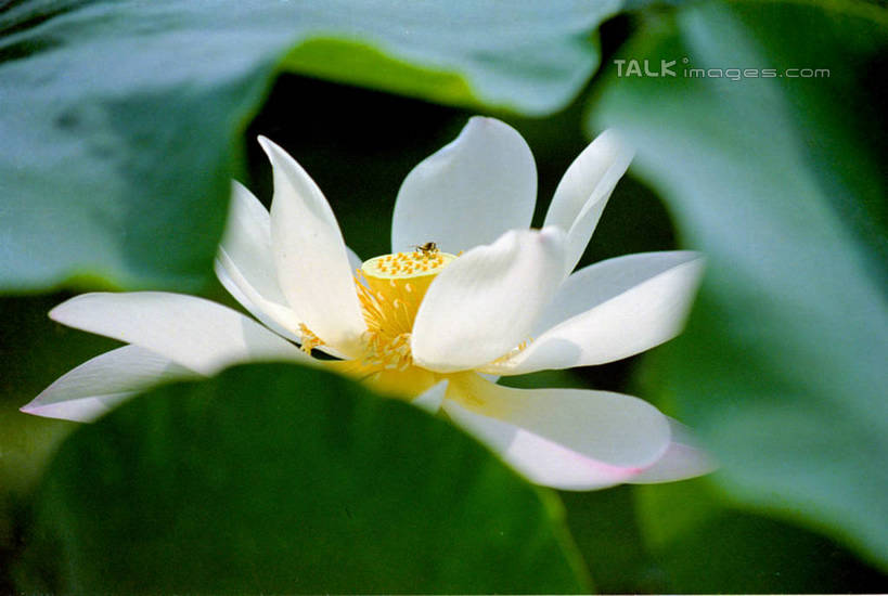 无人,横图,室外,特写,白天,正面,纯洁,美景,莲花,叶子,阴影,朦胧,模糊,盛开,光线,影子,景观,荷叶,花蕾,花,花瓣,花朵,鲜花,一朵,白色,阳光,自然,花苞,花蕊,景色,富贵,神圣,自然风光,纯净,莲叶,六月花神,正直,鞭蕖,鞭蓉,芙蕖,菡萏,荷花,六月春,藕花,水旦,水芙蓉,水华,水芸,溪客,叶,叶片,彩图,shtjw1