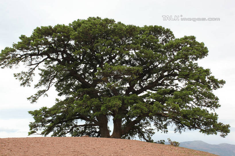 无人,横图,室外,白天,正面,旅游,度假,石头,美景,山,山脉,植物,松树,阴影,光线,石子,影子,景观,山顶,山峰,山峦,娱乐,树,树木,蓝色,绿色,蓝天,天空,阳光,自然,群山,天,享受,休闲,景色,放松,积极,冷杉,生长,晴朗,成长,枞树,自然风光,努力,万里无云,高尚,才华,责任,颠峰,极峰,石块,晴空,晴空万里,彩图,shtjw1