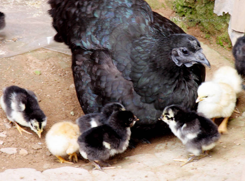 无人,站,横图,俯视,室外,特写,白天,草地,植物,鸡,许多,很多,注视,家禽,草,绿色,白色,黑色,动物,观察,看,站着,牲畜,观看,察看,关注,站立,半身,彩图,高角度拍摄,shtjw1