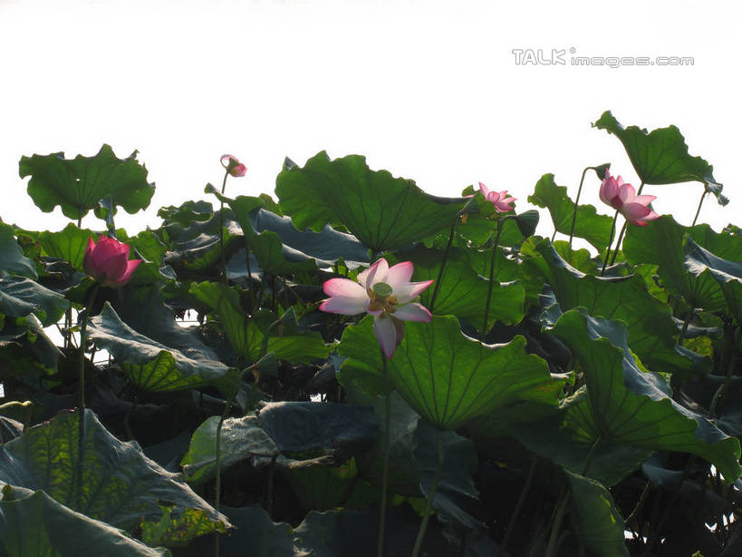 无人,横图,室外,白天,正面,旅游,度假,纯洁,美景,莲花,叶子,阴影,盛开,光线,影子,池塘,景观,水池,荷叶,花蕾,娱乐,花,花瓣,花朵,鲜花,粉色,阳光,自然,花苞,花蕊,享受,休闲,景色,放松,富贵,神圣,自然风光,纯净,莲叶,六月花神,正直,鞭蕖,鞭蓉,芙蕖,菡萏,荷花,六月春,藕花,水旦,水芙蓉,水华,水芸,溪客,叶,叶片,彩图,shtjw1