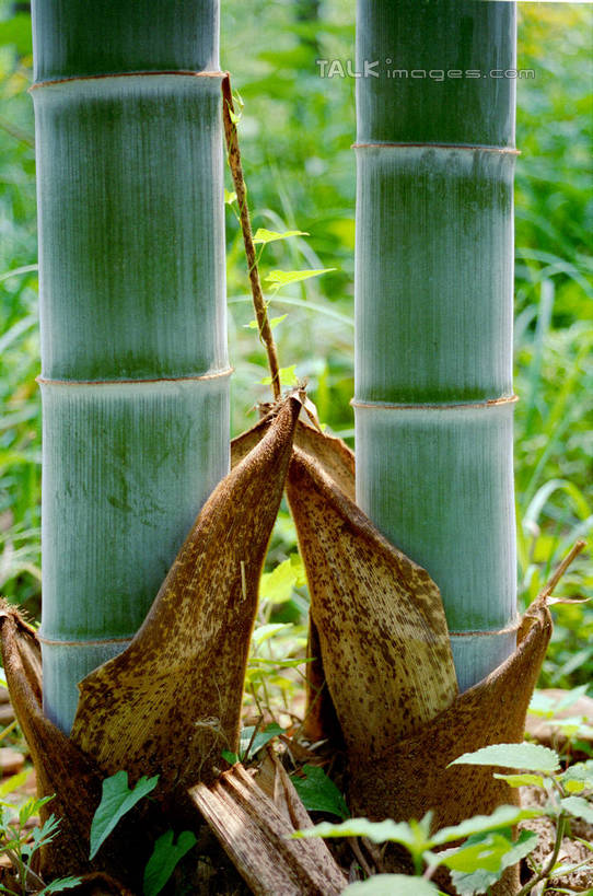 无人,竖图,室外,特写,白天,正面,纯洁,美景,竹子,阴影,光线,影子,景观,阳光,自然,景色,高雅,自然风光,奉献,质朴,正直,担当,竹,彩图,奋进,操守,四君子,岁寒三友,性坚,虚怀,虚心,善群,卓尔,shtjw1