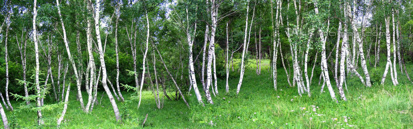 无人,横图,室外,白天,正面,旅游,度假,草地,草坪,美景,树林,植物,坝上,中国,亚洲,阴影,光线,影子,景观,娱乐,草,树,树木,绿色,阳光,自然,享受,休闲,景色,放松,生长,成长,自然风光,东亚,中华人民共和国,华北地区,河北,河北省,冀,承德,承德市,彩图,丰宁县,大滩镇,坝上草原,丰宁满族自治县,京北第一草原,shtjw1