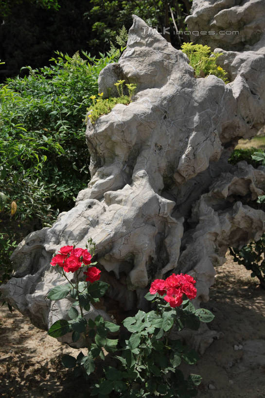 无人,竖图,室外,白天,正面,爱情,旅游,度假,幸福,纯洁,热情,花海,花圃,石头,美景,森林,山,树林,植物,玫瑰,叶子,阴影,艺术,盛开,光线,石子,影子,手工艺品,景观,山峰,玫瑰花,山峦,浪漫,花蕾,文化,娱乐,花,花瓣,花朵,花卉,鲜花,树,树木,红色,绿色,阳光,自然,工艺品,花丛,花束,花田,花苞,花蕊,享受,休闲,温暖,温馨,假山,景色,恩爱,放松,红玫瑰,生长,成长,和睦,高雅,自然风光,感动,自信心,品位,尊敬,天真,刺玫花,徘徊花,石块,岩石,彩图,融洽,小山,shtjw1