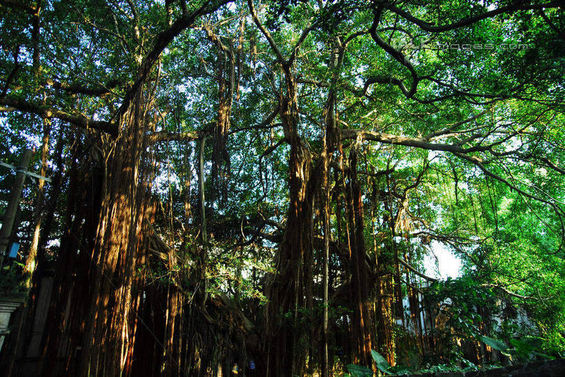 无人,横图,室外,白天,仰视,旅游,度假,美景,植物,叶子,鼓浪屿,中国,亚洲,阴影,光线,影子,景观,绿叶,枝条,娱乐,厦门,树,树木,树枝,蓝色,绿色,蓝天,天空,阳光,自然,天,享受,休闲,嫩叶,景色,放松,生长,晴朗,成长,自然风光,福建,东亚,福建省,厦门市,万里无云,中华人民共和国,华东地区,闽,虬枝,枝杈,叶,叶片,晴空,晴空万里,彩图,低角度拍摄,思明区,shwf1