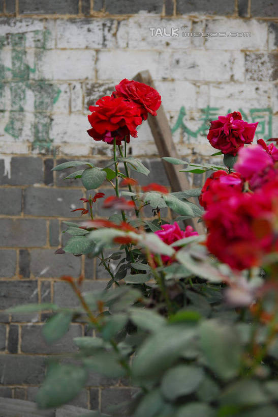 无人,竖图,室外,白天,正面,旅游,度假,美景,中国,亚洲,盛开,墙,景观,花蕾,娱乐,江西,景德镇,墙壁,墙面,花,花瓣,花朵,鲜花,红色,自然,花苞,花蕊,享受,休闲,景色,放松,自然风光,东亚,江西省,中华人民共和国,华东地区,赣,景德镇市,彩图,全身,瑶里镇,瑶里古镇,瑶里,shwf1